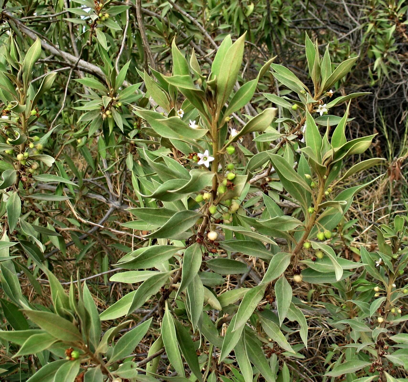 Image de Myoporum stellatum (G. L. Webster) O. Deg. & I. Deg.