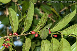 Image of Lacistema aggregatum (Berg.) Rusby