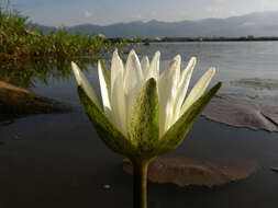 Image of waterlily