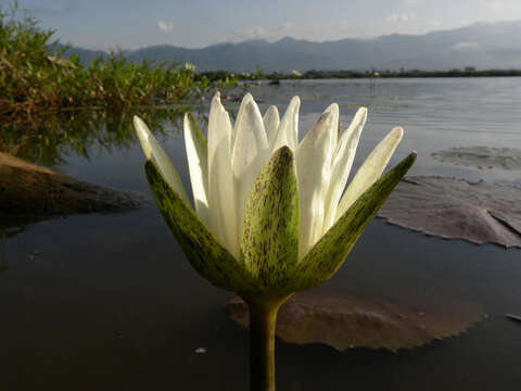 Image of Dotleaf waterlily