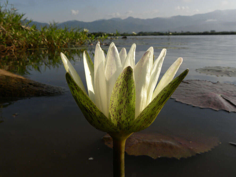 Image of Dotleaf waterlily