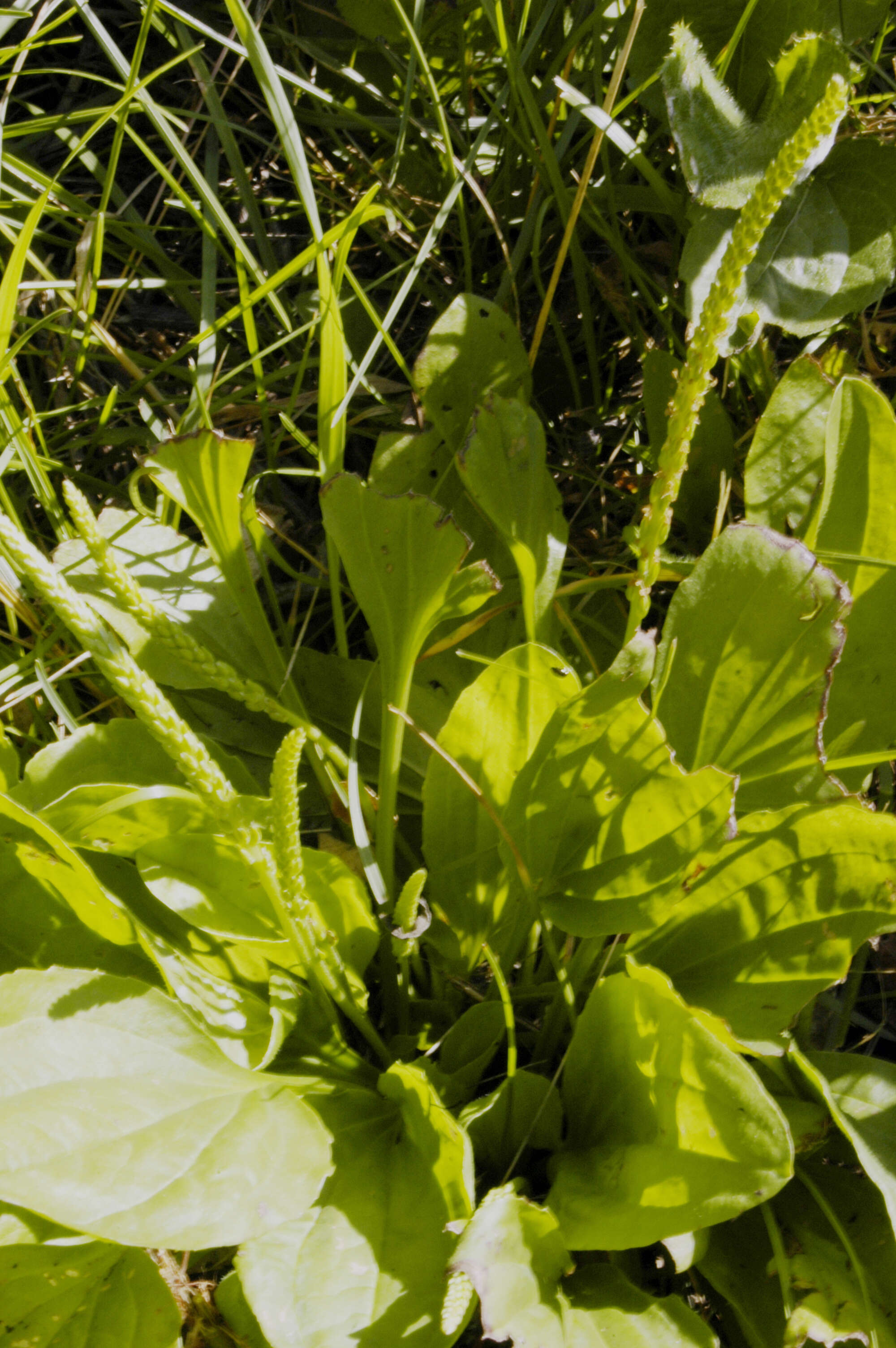 Image of blackseed plantain