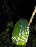 Image of Goeppertia vinosa (H. Kenn.) Borchs. & S. Suárez