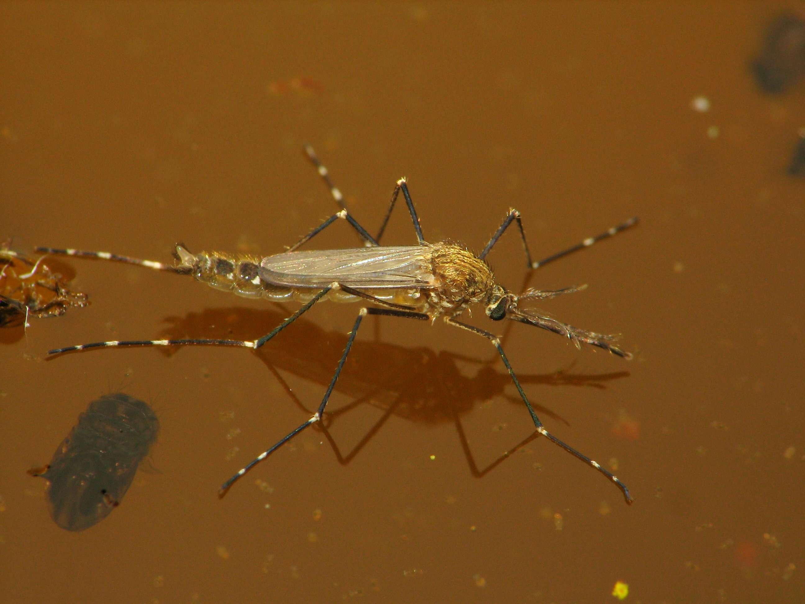 Слика од Aedes togoi (Theobald 1907)