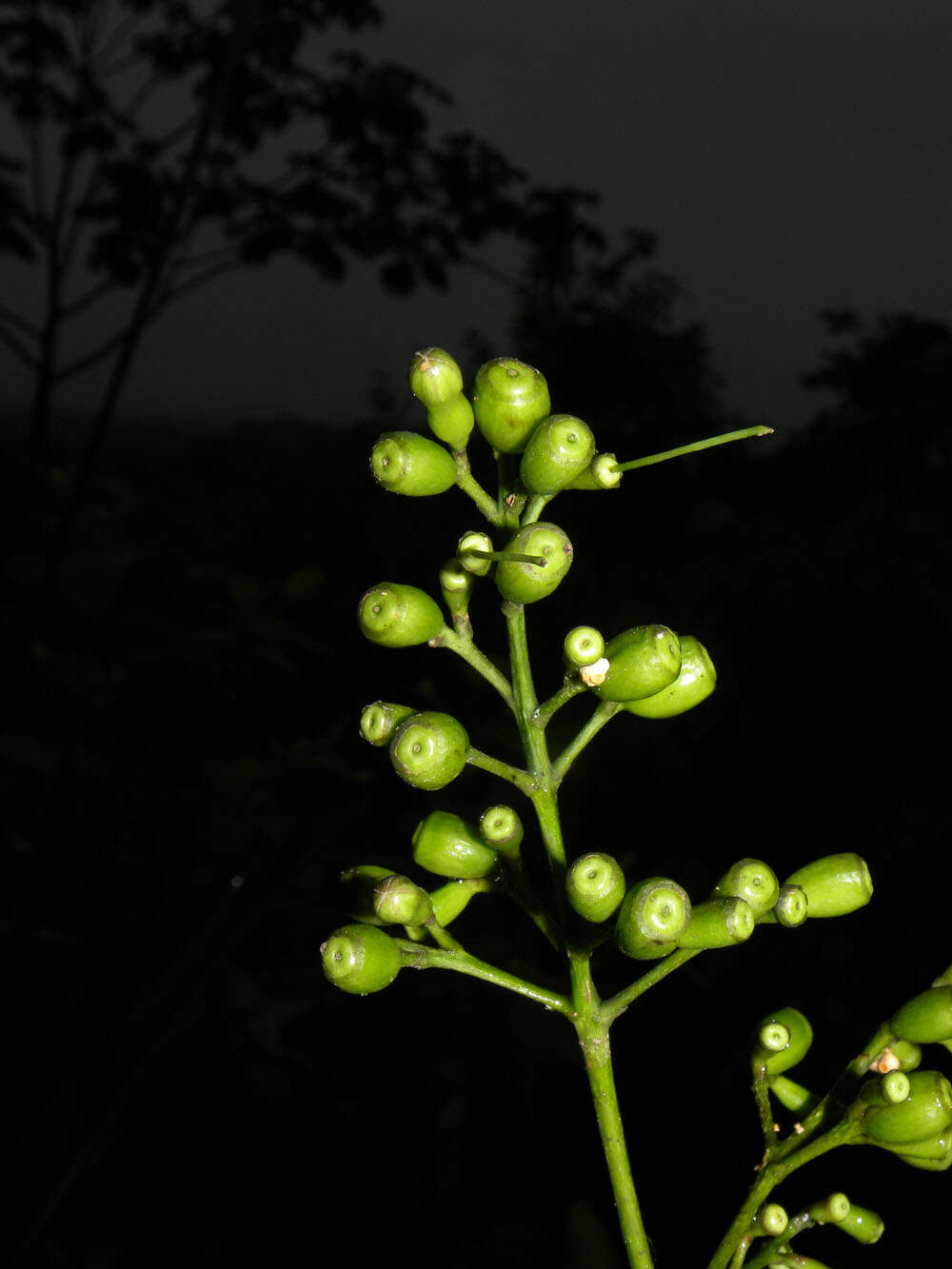 Image de Rustia occidentalis (Benth.) Hemsl.