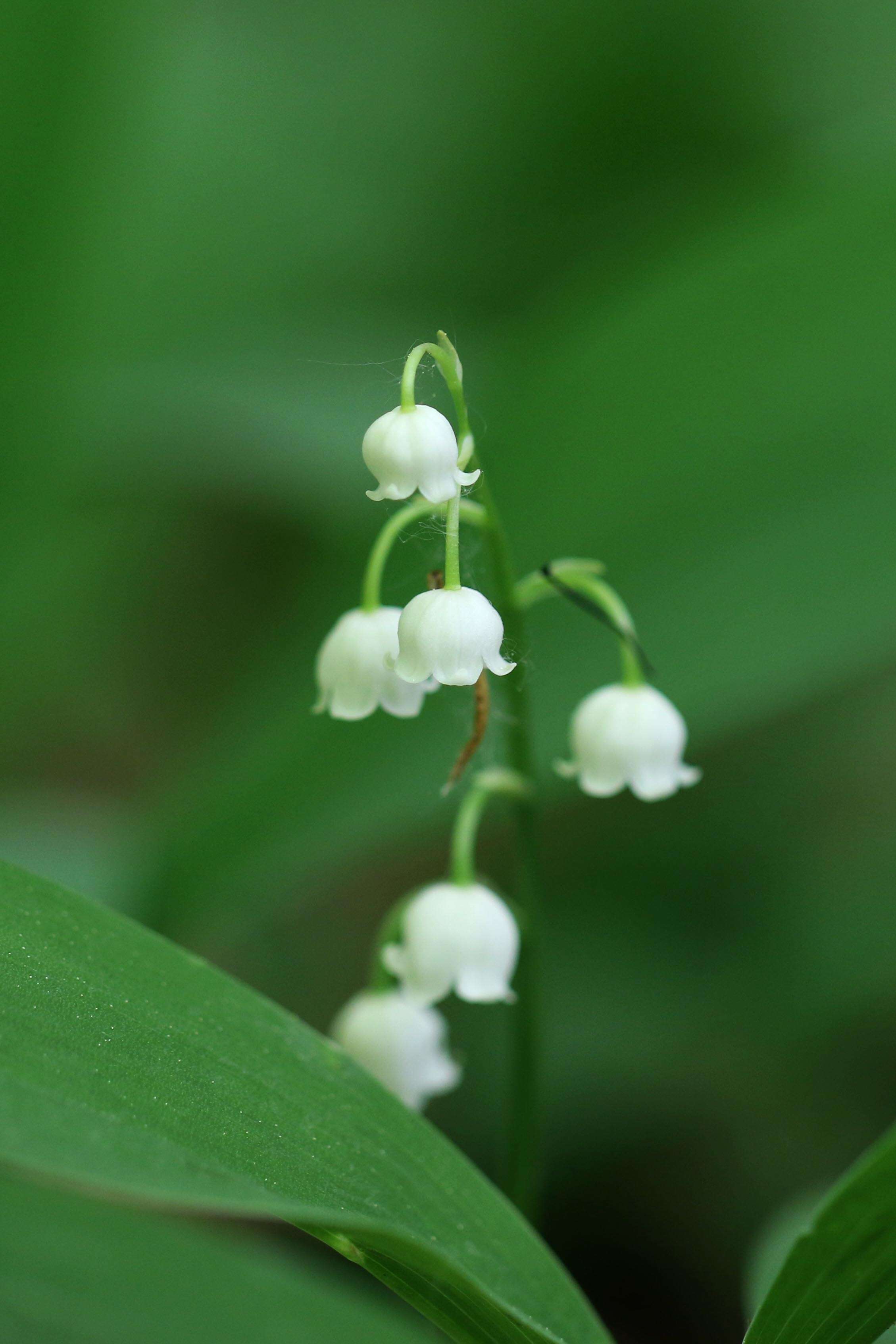 Convallaria resmi