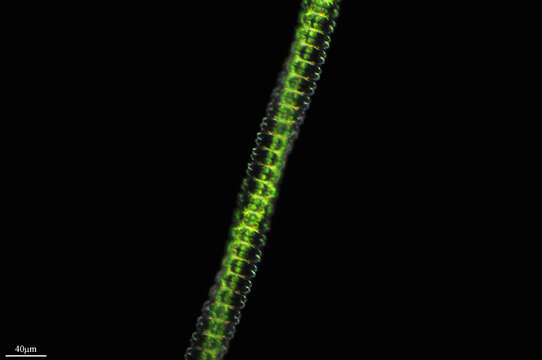 Image of Desmidium swartzii