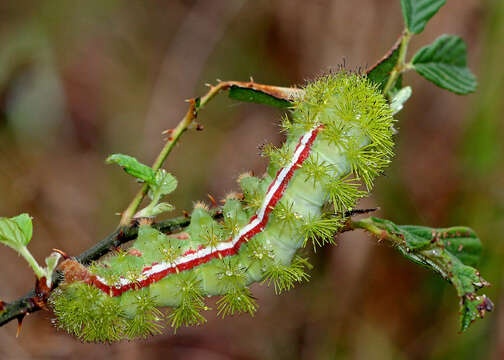 Image of Io Moth