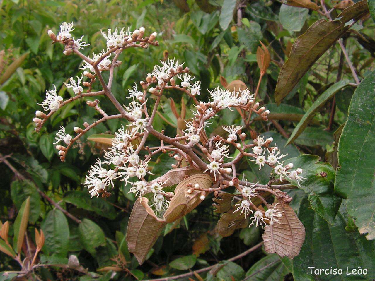 Image of Miconia albicans (Sw.) Steud.