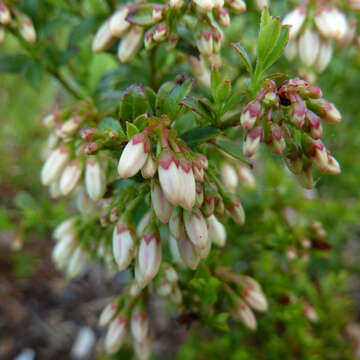 Image de Vaccinium myrsinites Lam.