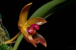 Image of Bulbophyllum pustulatum Ridl.