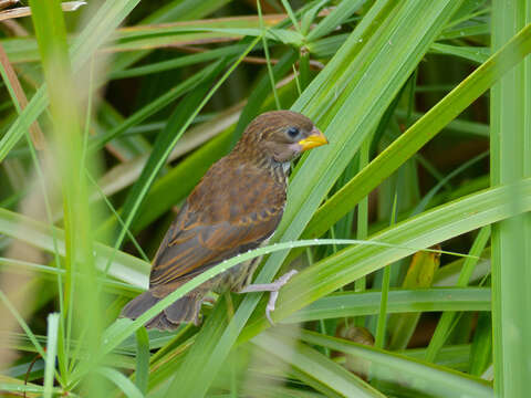 Image of Amblyospiza Sundevall 1850