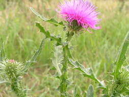 Image of cottonthistle