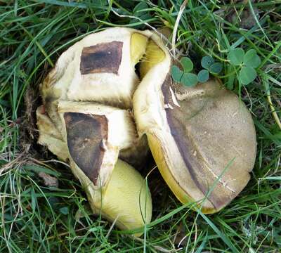 Image of Hemileccinum