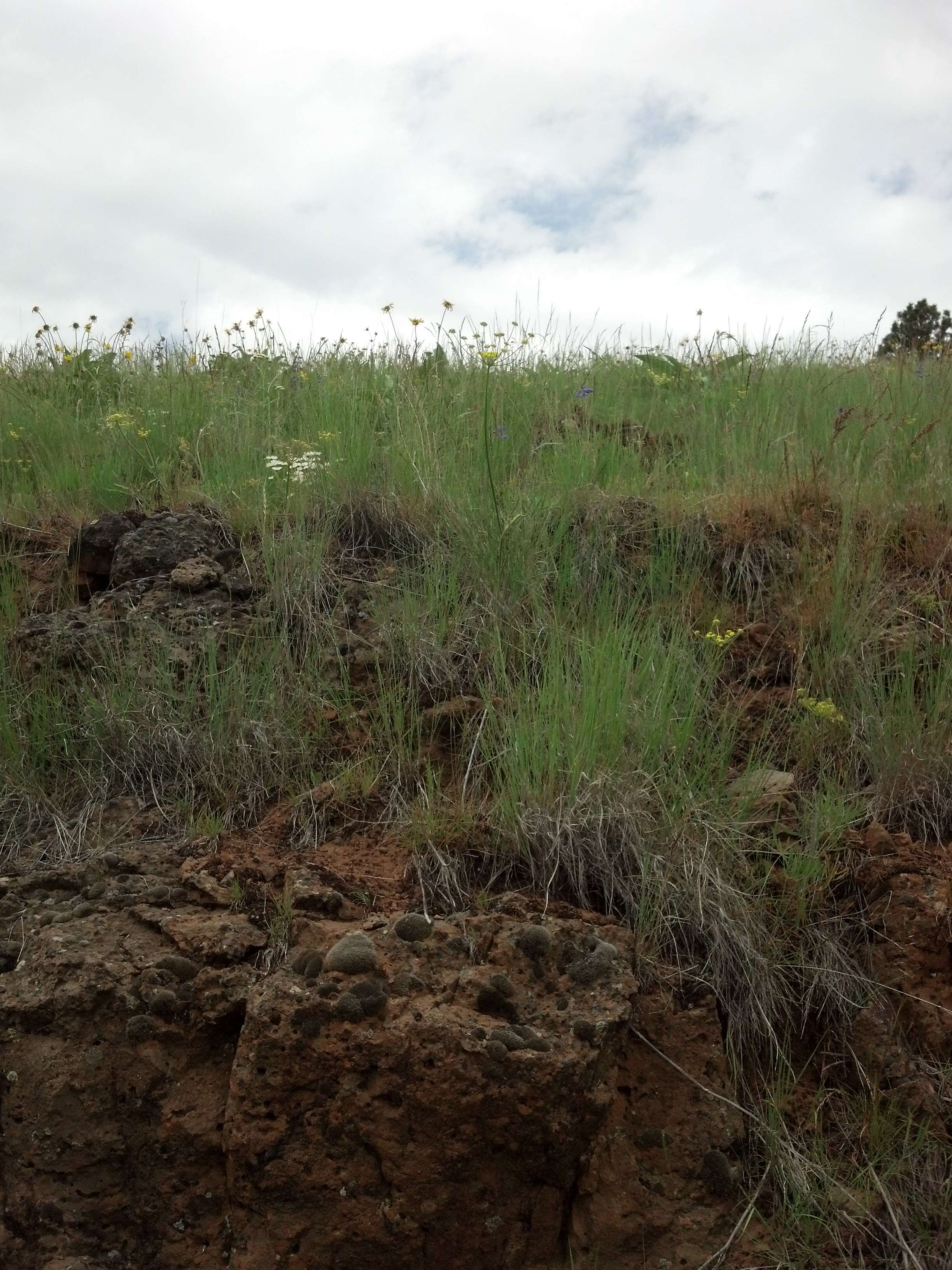 Imagem de Lomatium ambiguum (Nutt.) Coult. & Rose