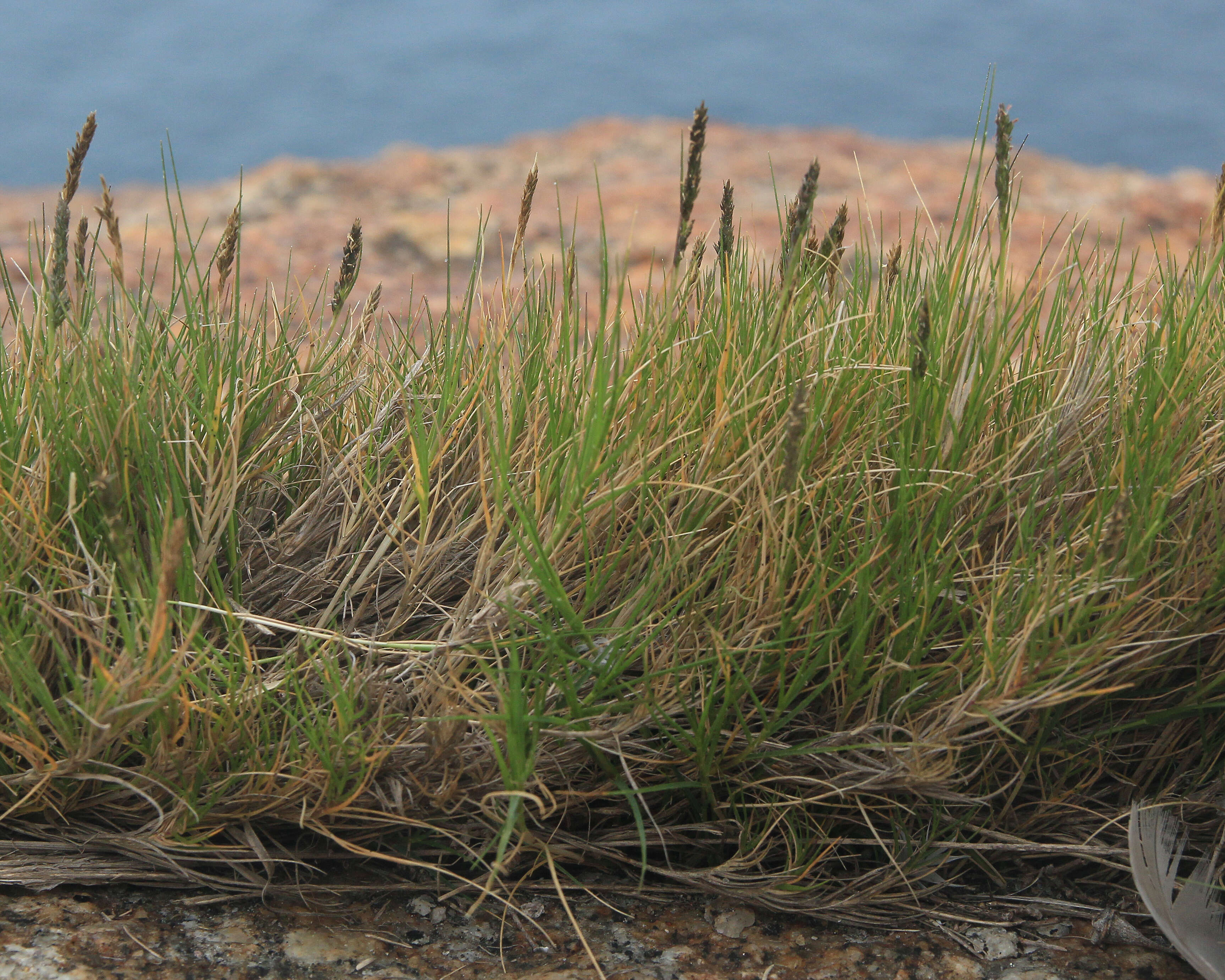 Image de Sporobolus virginicus (L.) Kunth