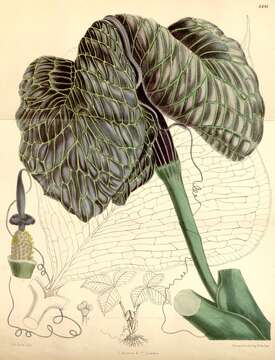 Image of Arisaema griffithii Schott