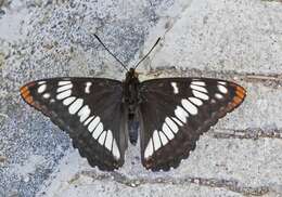 Image of Lorquin's Admiral