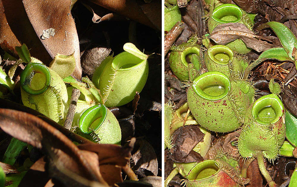 Image of Flask-Shaped Pitcher-Plant