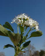 Image of Common Hawthorn