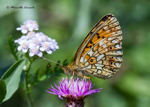 Image of Lesser Fritillaries