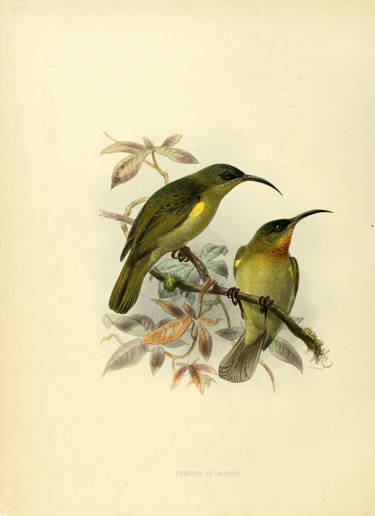 Image of Cyanomitra Reichenbach 1853