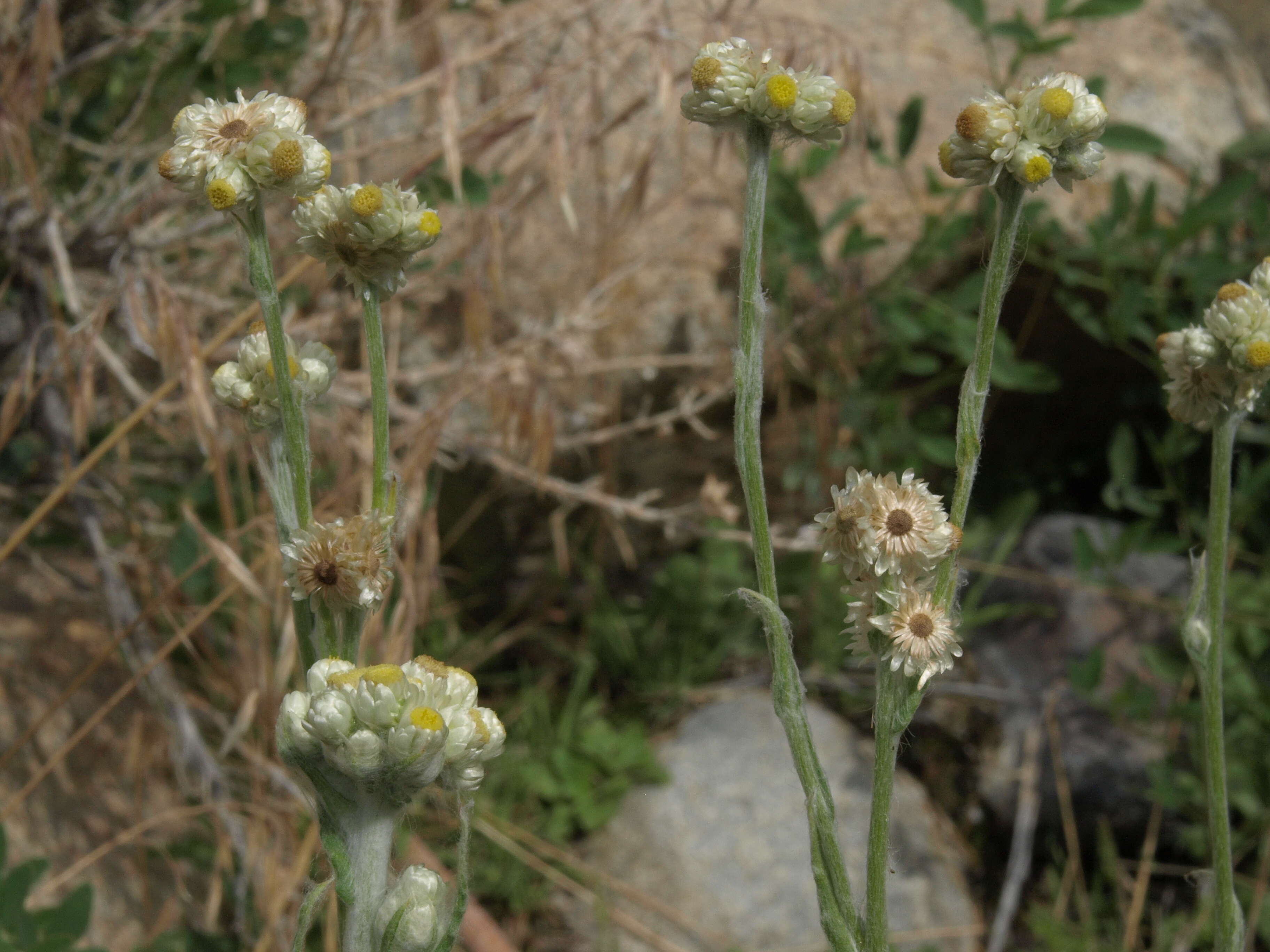 Слика од Pseudognaphalium