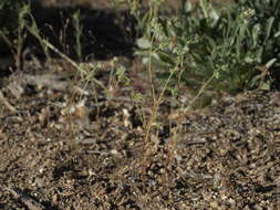 Image of narrowstem cryptantha