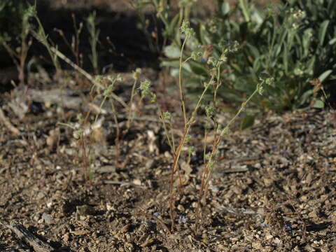 صورة Cryptantha gracilis Osterh.