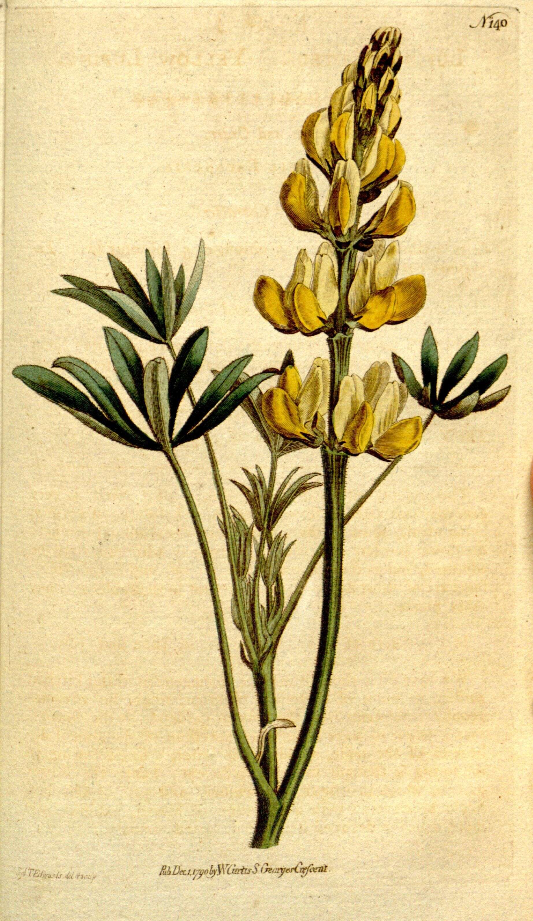 Image of European yellow lupine