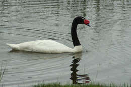 Image of Swan