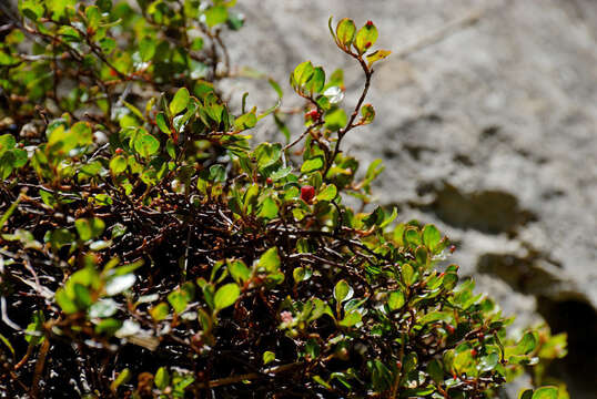 Image of sprawling wirevine