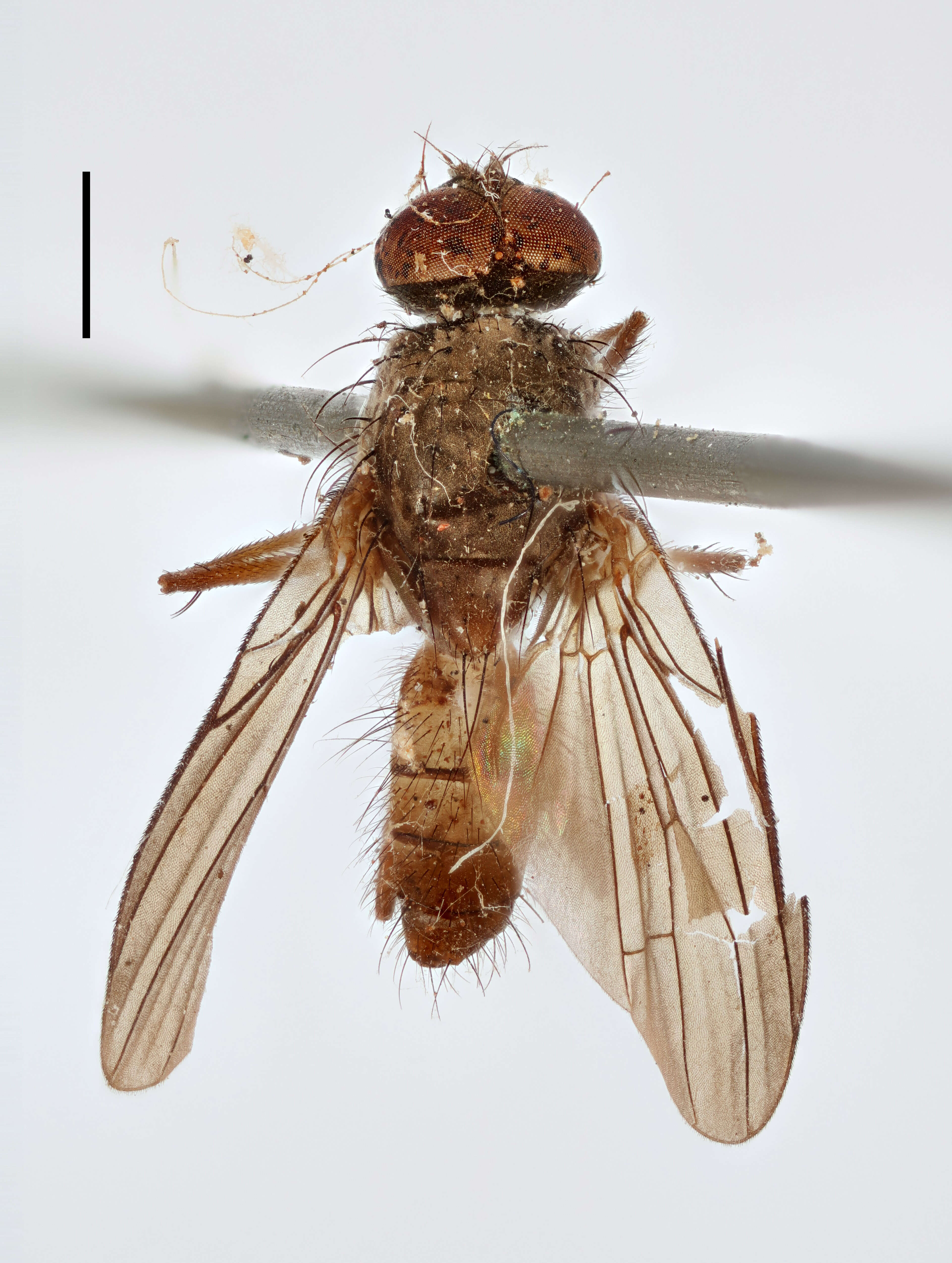 Image of root-maggot flies