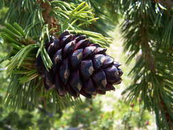 Image of whitebark pine