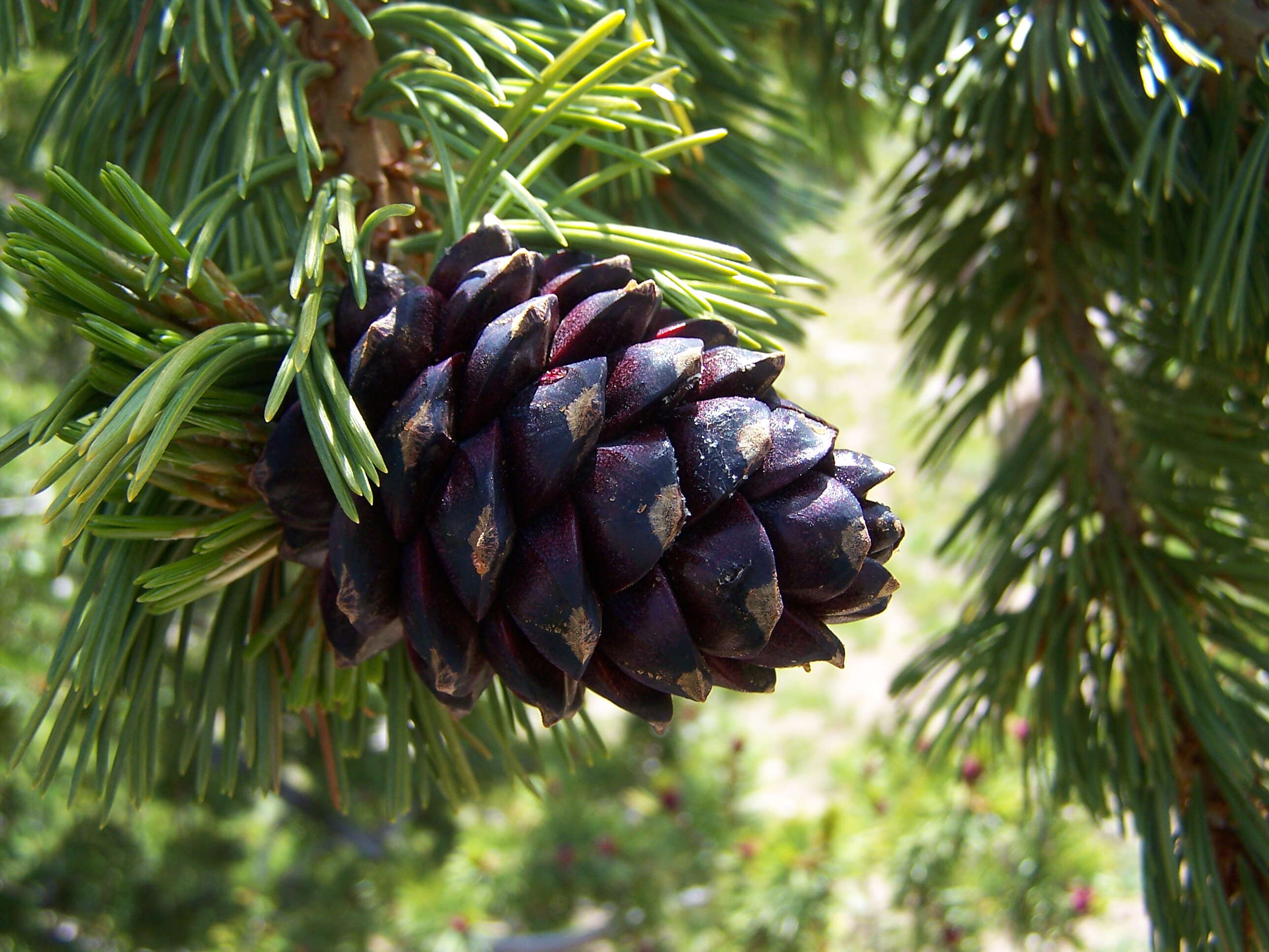 Image of Pine