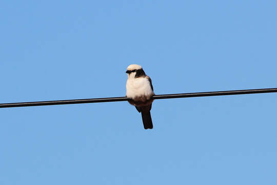 Image of Southern White-crowned Shrike