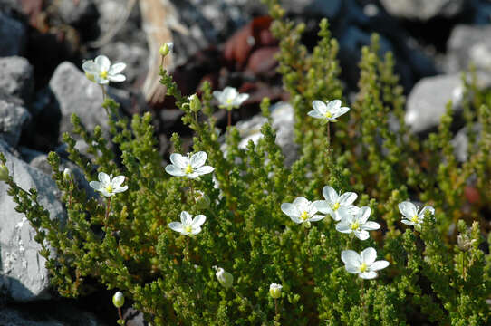 Image of knotted pearlwort