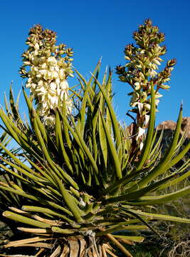 Image of Mojave yucca