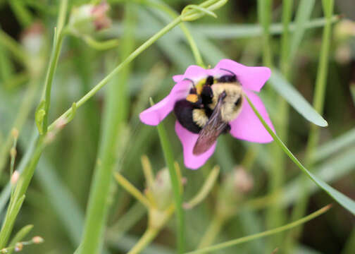 Image of Bumblebees