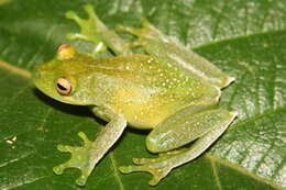 Image of Canebrake Treefrogs