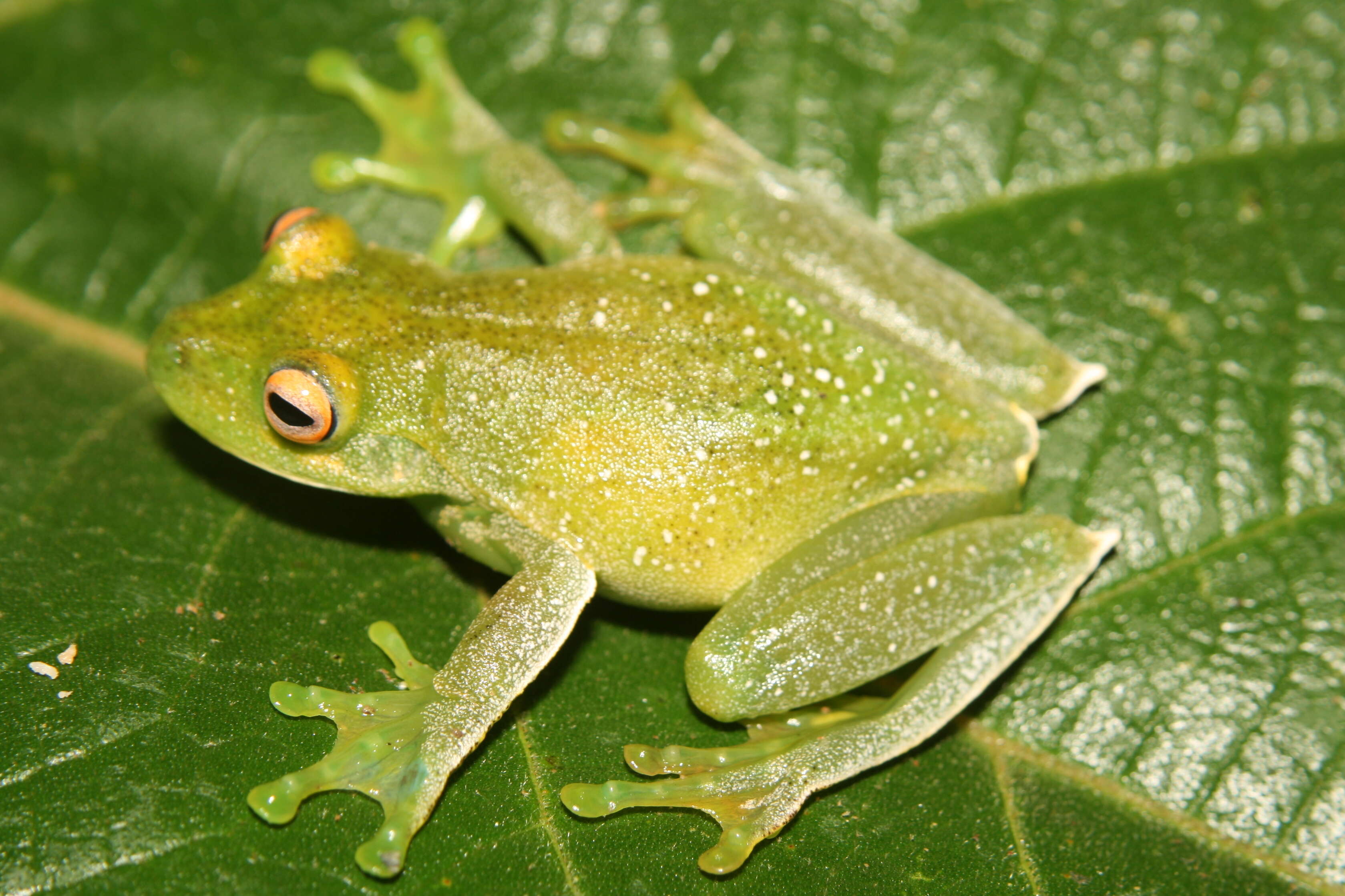 Image of Canebrake Treefrogs
