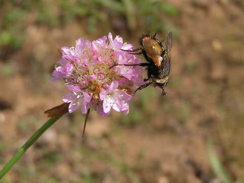 Image de Tachina fera (Linnaeus 1761)