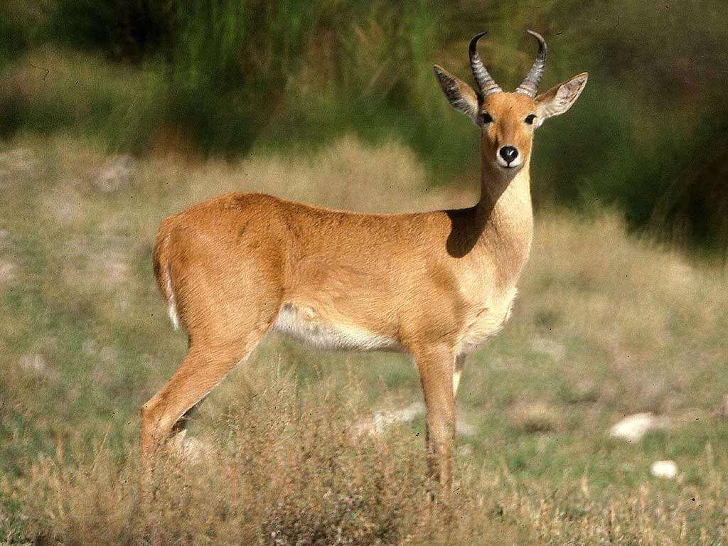 Image of Bohor Reedbuck