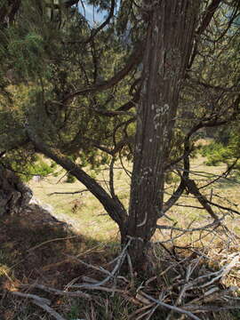 Слика од Juniperus communis var. communis