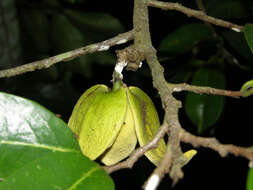 Image of soursop