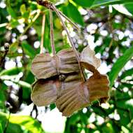 Image of Terminalia fagifolia Mart.