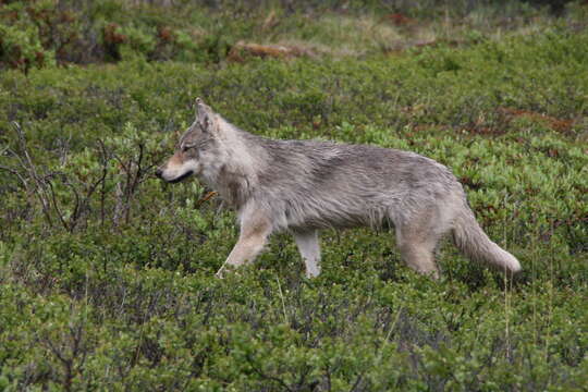 Imagem de Lobo