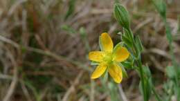 Image of grassy St. Johnswort