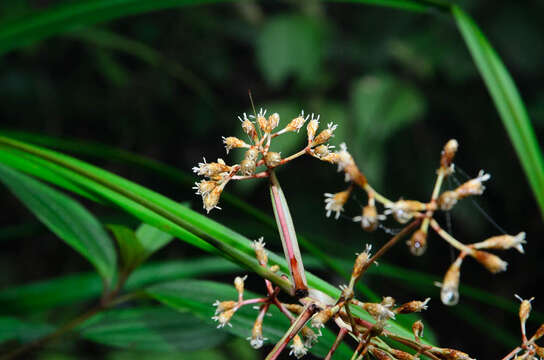 Image of Mapania bancana (Miq.) T. Koyama