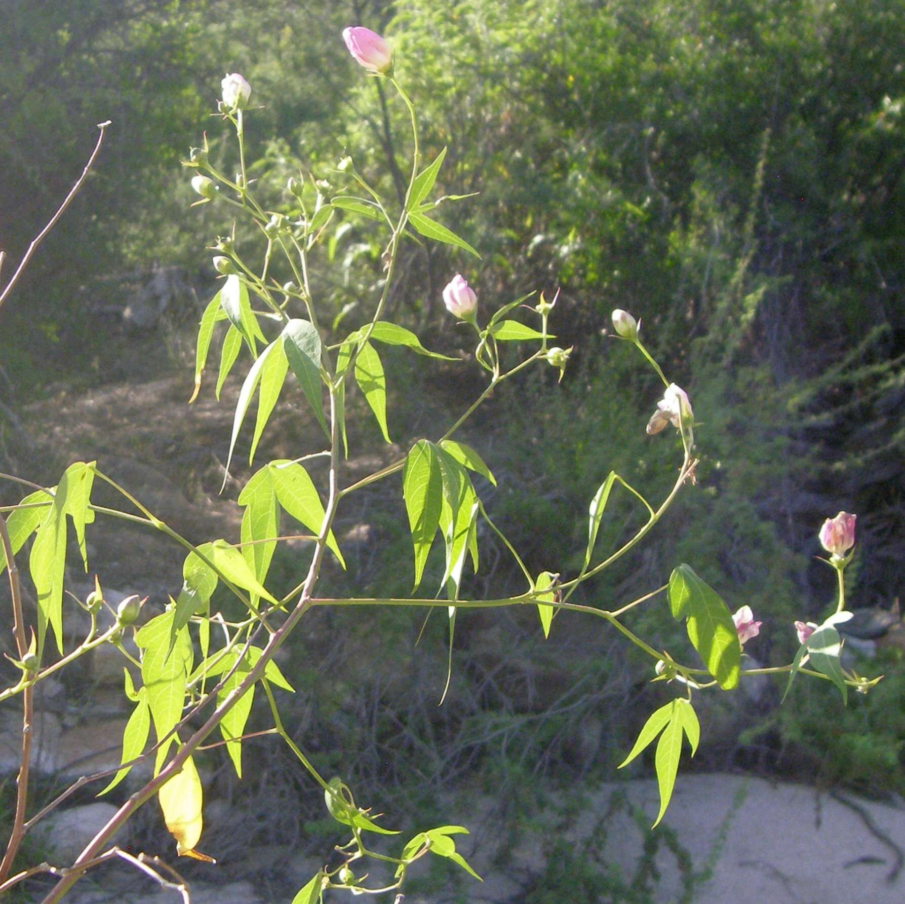 Слика од Gossypium thurberi Tod.